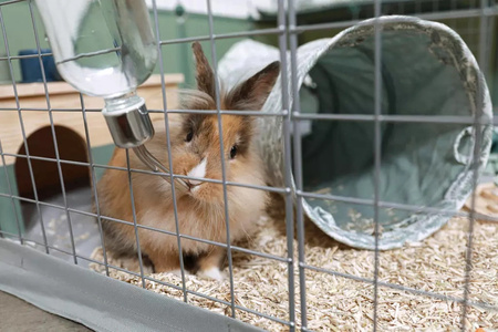 ZOLUX Wybieg dla królika Neopark NEOLIFE kol.zielony 140x105x70