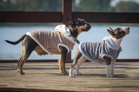 Zolux Sweterek TEDDY T40 kol. brązowy