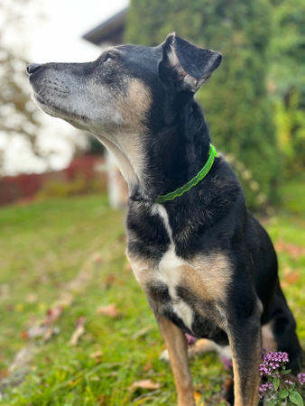 Francodex PL Obroża z olejkiem CBD 60 cm dla psa poniżej 20 kg - 1 szt.