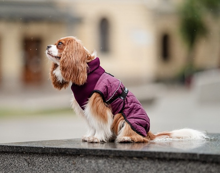 CHABA KUBRAK REGULOWANY CHIC `3XL` BORDOWY 49cm