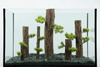 Zolux Ozdoba do akwarium FOREST XS 7,2x5,6x17,5 cm