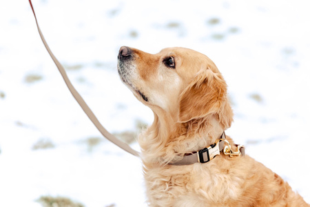 Zolux Smycz dla psa elegancka IMAO MAYFAIR 25 mm/1,2 m kol. szary