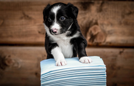 ZOLUX Podkłady higieniczne dla psa do nauki czystości 60 x 60 cm - 10 sztuk