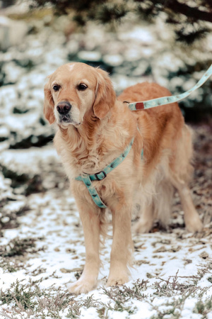 Zolux Smycz dla psa wytrzymała IMAO TAIGA 15 mm/1,2 m kol.niebieski
