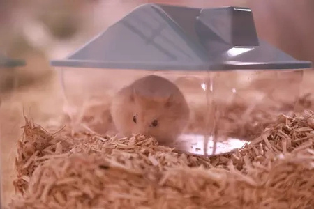 ZOLUX Klatka dla małych gryzoni Panas Colour 80 kol. niebieski