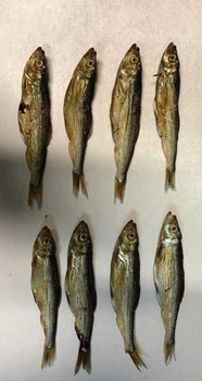 ARAMI C 200g SZPROT BAŁTYCKI SUSZONY