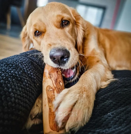 4DOGS GRYZAK DLA PSA Z DRZEWA OLIWNEGO    L   /5