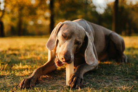 ZOLUX Przysmak naturalny dla psa Ser himalajski Giant 151 g