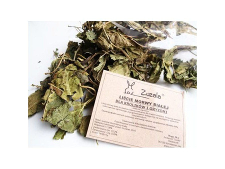 ZUZALA  MORWA BIAŁA