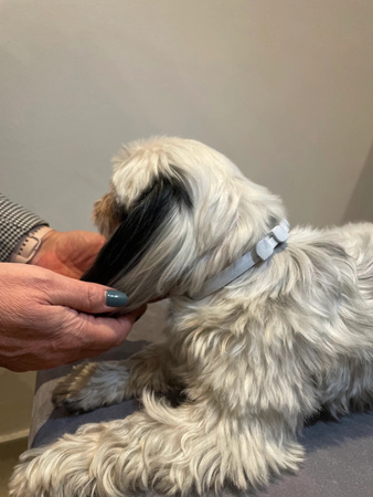 FRANCODEX PL Obroża na kleszcze PREVENDOG 35 cm dla psów do 5 kg - 2 szt