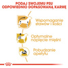Royal Canin Dachshund karma mokra - pasztet, dla psów dorosłych rasy jamnik saszetka 85g