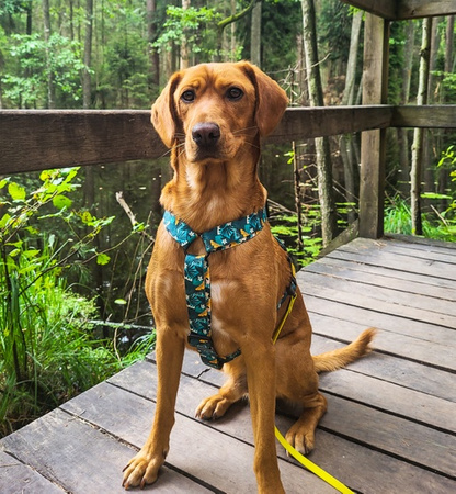 Dingo Szelki dwupaskowe Guard City - Monstera rozmiar M