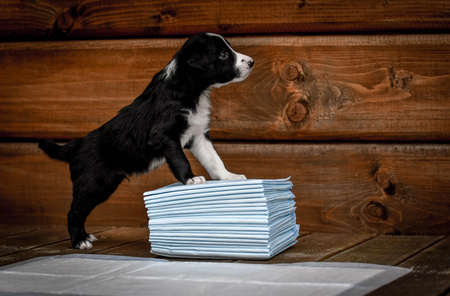 ZOLUX Podkłady higieniczne dla psa do nauki czystości 60 x 60 cm - 10 sztuk