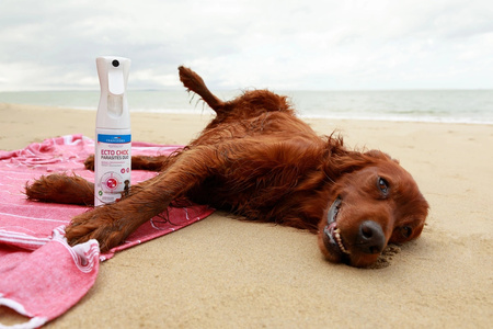 FRANCODEX Mgiełka na pasożyty dla psa i kota ECTO CHOC PARASITES DUO 290 ml