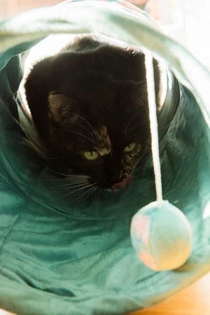 ZOLUX Zabawka dla kota tunel z zabawką, liście ETHICAT 50,3 cm