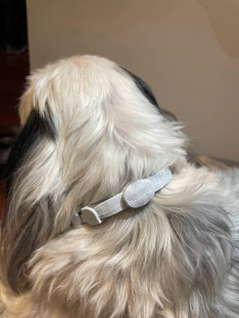 FRANCODEX PL Obroża na kleszcze PREVENDOG 35 cm dla psów do 5 kg - 2 szt