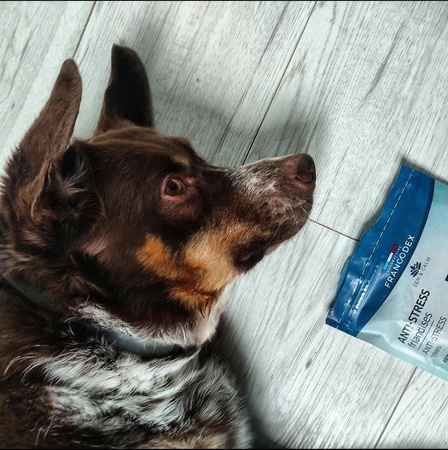 FRANCODEX Przysmak dla psa antystresowy, z kurczakiem, wyciąg z melisy 75 g