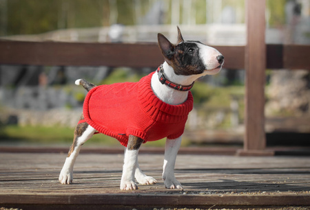 Zolux Sweterek LEGEND T25 kol. czerwony