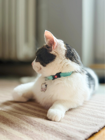 ZOLUX Obroża dla kota z zawieszką w kształcie kota CHATOUILLE niebieska