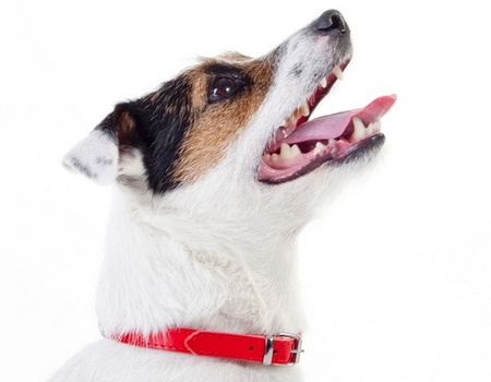 Dingo Obroża skórzana podszyta filcem 2,5x60cm czerwona