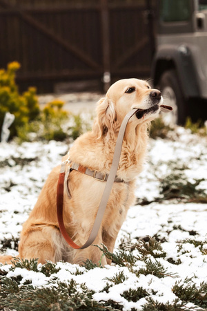 Zolux Smycz dla psa elegancka IMAO MAYFAIR 25 mm/1,2 m kol. szary