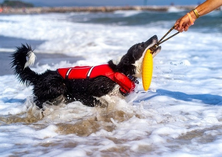 Kiwi Walker Let's Play Zeppelin Mini aport pomarańczowy