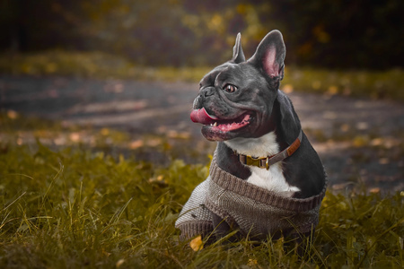 *- ZOLUX Sweterek JAZZY T30 kol. brązowy GOC