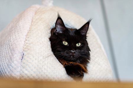 Zolux Legowisko dla kota Igloo PALOMA 400x410x370 mm, kol.beżowy