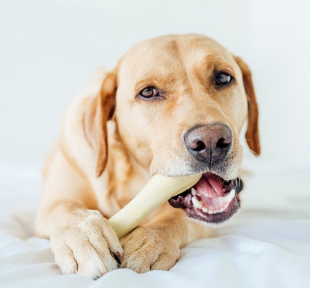 PETSTAGES CHICK A BONE PETITE PS67339