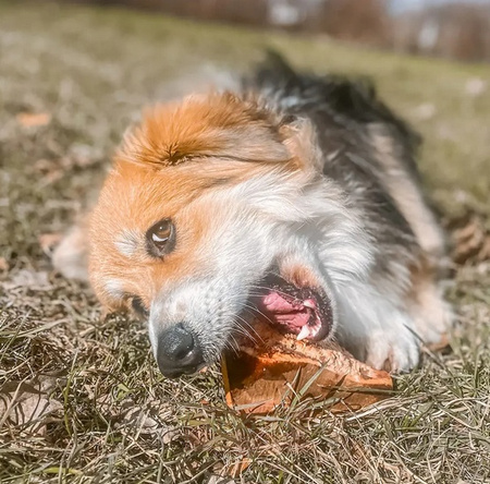 4DOGS GRYZAK DLA PSA Z KORZENIA WRZOŚCA XL