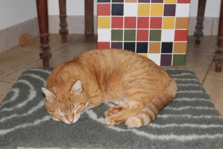 Zolux Dry bed posłanie izolujące dla psa i kota wzór łuków 50x60 cm