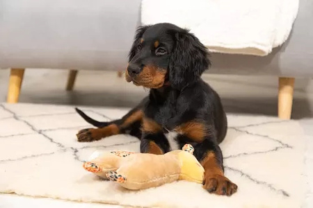 Zolux Zabawka pluszowa dla psa CHIQUITOS leniwiec ze sznurkiem 12x7,7x22,5