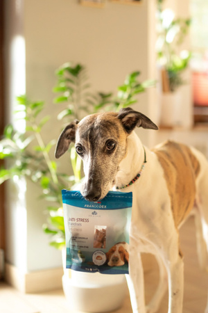 FRANCODEX Przysmak dla psa antystresowy, z kurczakiem, wyciąg z melisy 75 g