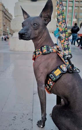 Dingo Szelki dwupaskowe Guard City - Chiapas rozmiar S