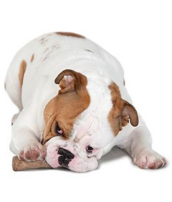 PETSTAGES DOGWOOD SMALL PATYK PS217