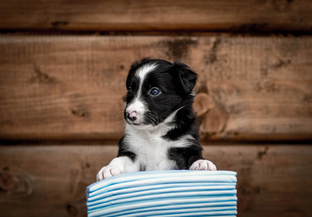 Zolux Podkłady higieniczne dla psa do nauki czystości 60 x 60 cm - 30 sztuk