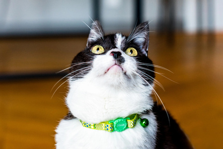 Zolux Obroża regulowana dla kota nylonowa ETHNIC kol. zielony