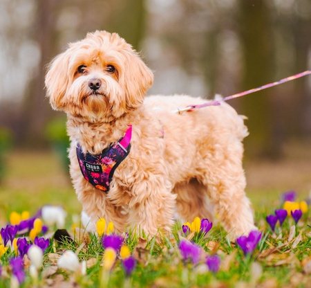 CHABA SZELKI BEZUCISKOWE STORY ``S``      MARIGOLD 1,6/29-39cm