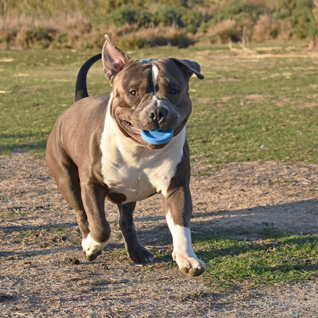 RUCAN SKY RINGS - dysk dla psa