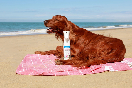 FRANCODEX Mgiełka na pasożyty dla psa i kota ECTO CHOC PARASITES DUO 290 ml