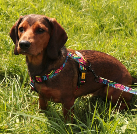 Dingo Szelki dwupaskowe Guard City - Graffiti rozmiar S