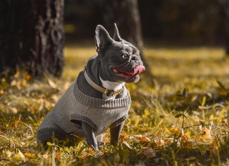 ZOLUX Obroża dla psa elegancka IMAO MAYFAIR 15 mm kol. szary