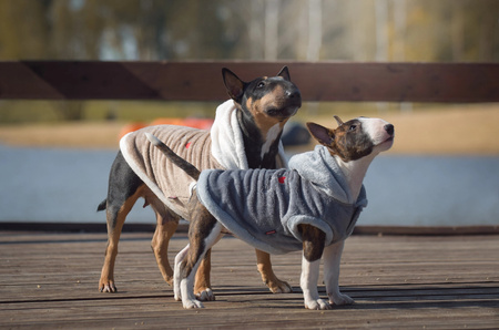 Zolux Sweterek TEDDY T30 kol. szary