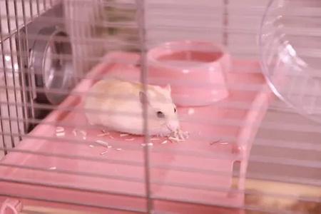 ZOLUX Klatka dla małych gryzoni Panas Colour 80 kol. różowy