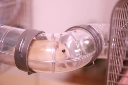 Zolux Zestaw Connexion Panas kolanka S x 2