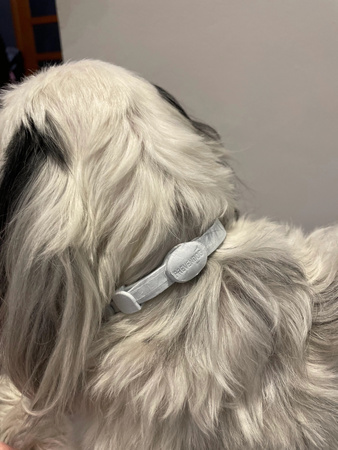 FRANCODEX PL Obroża na kleszcze PREVENDOG 60 cm dla psów do 25 kg - 1 szt