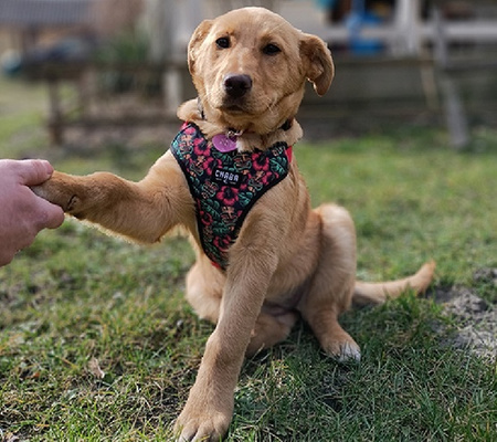 CHABA Smycz regulowana Story L 25mm/260cm waikiki