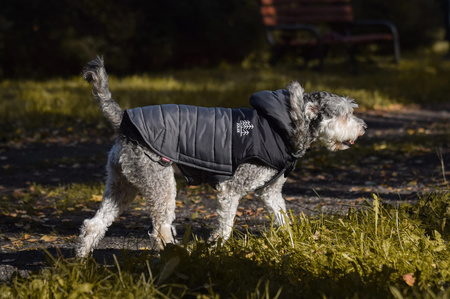 Zolux Ubranko puchowe MOUNTAIN T40 kol. szary