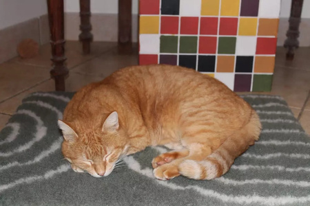 Zolux Dry bed posłanie izolujące dla psa i kota wzór łuków 50x60 cm