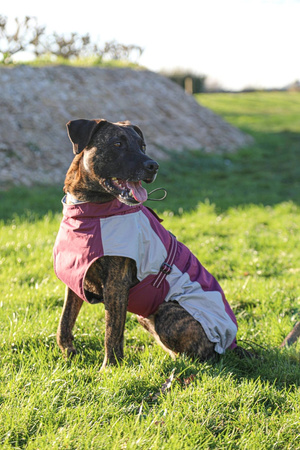 ZOLUX Kurtka przeciwwiatrowa dla psa BIVOUAK 60 cm czerwona
